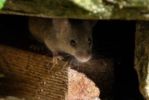 Rat